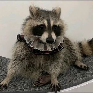 Meet your Posher, Chester